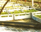Heating System for seedlings